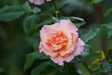 real wild roses attract real fast wild bees