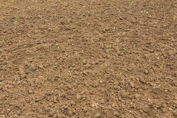 Yellow dry soil arable land texture closeup