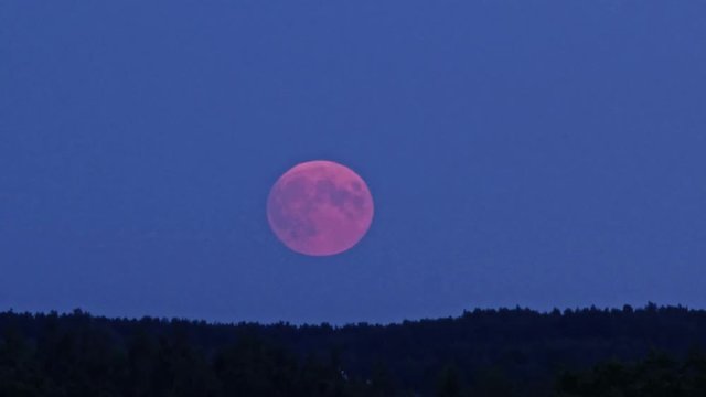 Orange Full Moon Rising Over Pine Forest.