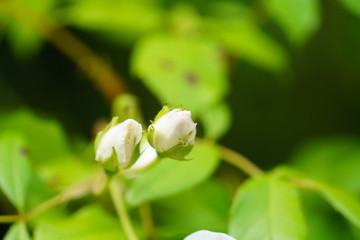 real wild roses attract real fast wild bees