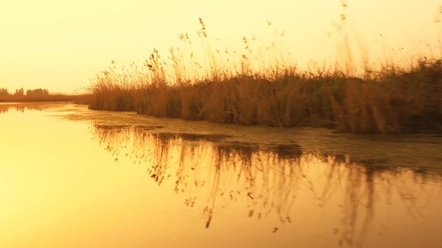 Winter reeds at sunset