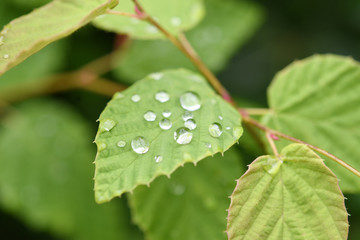 葉の雫 水玉