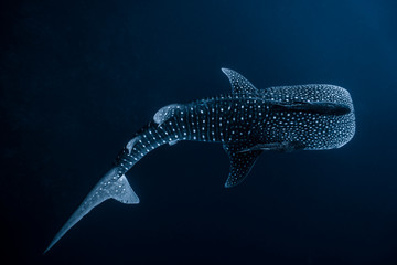 Whale Shark High Contrast - Powered by Adobe