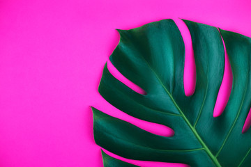 One tropical jungle monstera leaf isolated on pink background.