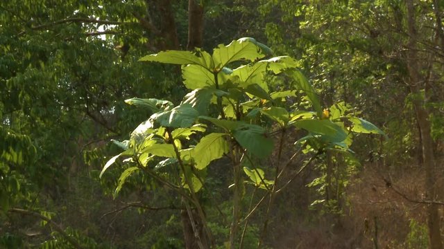 Medium low-angle still shot of a small teak plant dwarfed by other taller trees, its leaves reflecting bright filtered sunrays, Taungoo, Myanmar