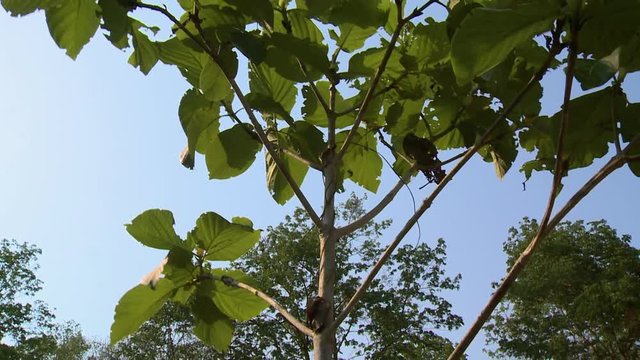 Close-up, low-angle still shot of a leafy young teak tree in a forest reserve, gently blowing in the calm wind, Taungoo, Myanmar