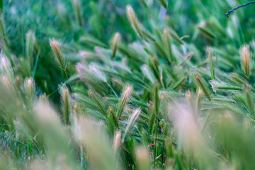 Close up view of green grasses growing abundantly in the forest on a sunny day