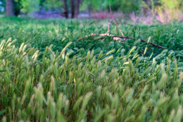 Close up of abundant green grasses in the forest with trees in the background