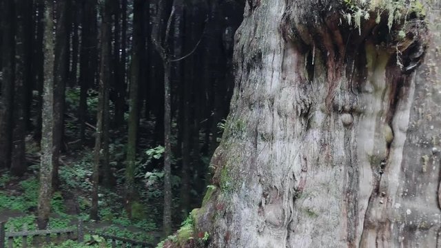 Giant Cypress Tree in Alishan Scenic Area Forest with Mist, Haze and Fog in Taiwan. Aerial View