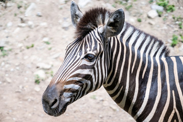 Photo of the head of the zebra