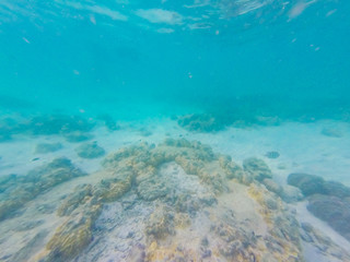 underwater world. Snorkeling with fish, reef, rock and coral