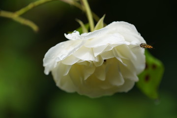 real wild roses attract real fast wild bees