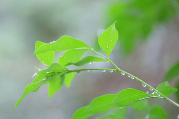 Green leaves with water drop in rainning day