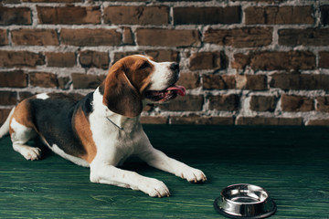cute beagle dog near metal bowl on green floor