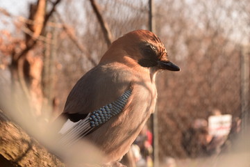 Bird