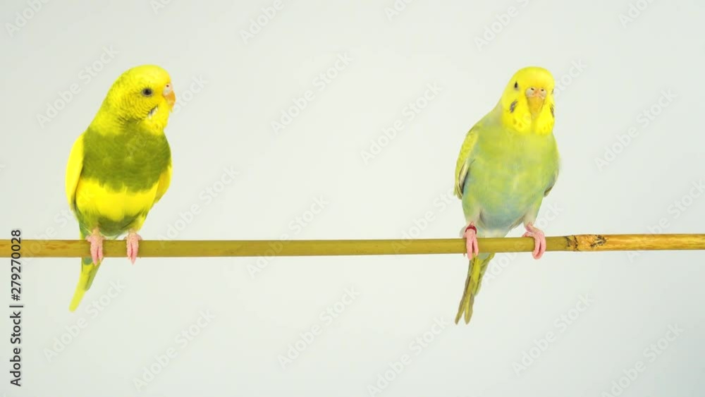 Wall mural two wavy parrots on a stick on a white background