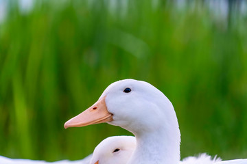 Close up of a duck with vibrant green grasses in the background on a sunny day