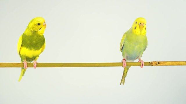 Two wavy parrots on a stick on a white background