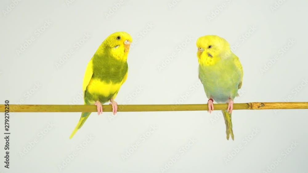 Wall mural Two wavy parrots on a stick on a white background