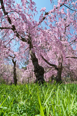Scientific name is Cerasus itosakura (Sieb.) Masam. & Suzuki f. itosakura.