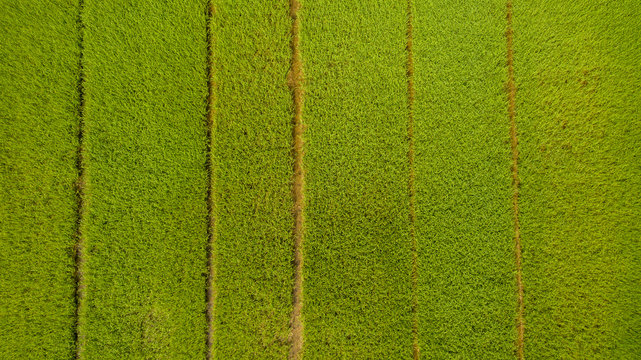 Aerial view shot from drone of the beautiful paddy fields with green young sprouts in farming organic harvest with rice. Image of beautiful Terraced rice field in water season take photo from drone.