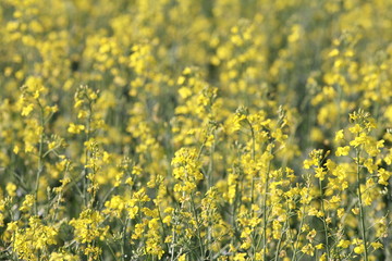 Blooming rape field. Yellow flowers, meadow, canola crop, cover, background, Farming, agriculture concept