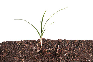 Grass growing in soils on white background.Cross section..