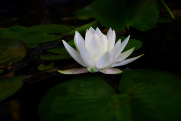 White lotus flower or water lily with leaf in pond. Dark tone , Low key..