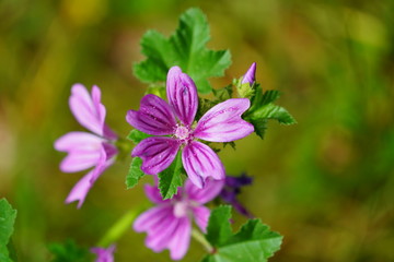 real wild flowers attract real fast insects