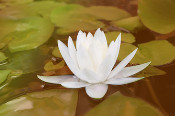 White lotus flower or water lily in sunlight of sunshine in the morning background..