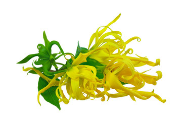 Ylang-Ylang, Cananga odorata blossom flowers with green leaf isolated on white background with clipping path..