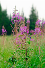 Ivan Chai plants grow on a green field on the background of spruce forest in the afternoon in the Northern taiga of Yakutia in Russia.