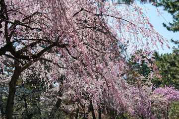 Scientific name is Cerasus itosakura (Sieb.) Masam. & Suzuki f. itosakura.