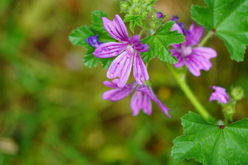 real wild flowers attract real fast insects
