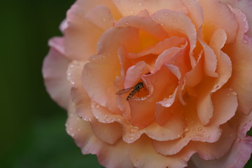 Fototapeta na wymiar real wild roses attract real fast insects
