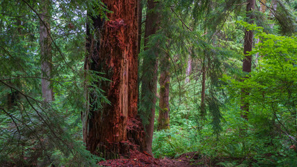 Obraz premium RED AND DEAD TREE TRUNK ADDS COLOUR TO BURNABY MOUNTAIN FOREST
