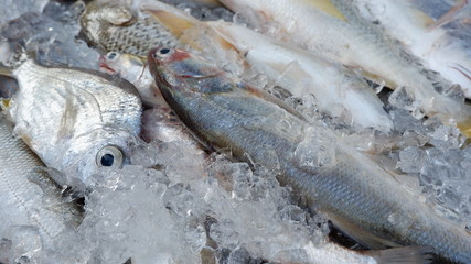 fresh fish on ice