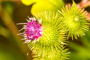 medicinal herb greater burdock with flower