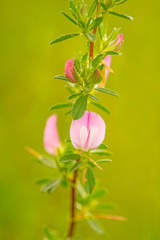 Spiny Restharrow, medicinal plant with flower