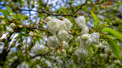 Close-up view of blossom cherry branch with beautiful white flowers on a spring day in the garden. Spring flower background. cherry tree in bloom.