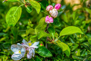 A close-up of bright white flowers on branch of blossoming apple tree at sping sunny day in Stockholm, Sweden. Selective focus, shallow depth of field.