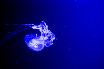 fluorescent jellyfish swimming in an aquarium pool. transparent jellyfish underwater shots with a...