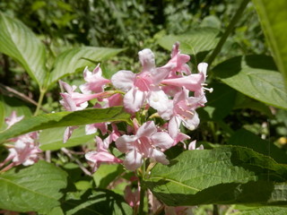 タニウツギ(宮城県)