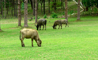 Naklejka na ściany i meble water buffalo on green meadow with pine forest on background. pine forest park