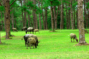 Naklejka na ściany i meble water buffalo on green meadow with pine forest on background. pine forest park