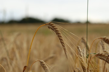Fototapeta na wymiar A field of Barley on a dark Yorkshire day 