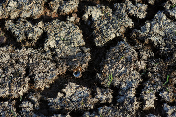 Rainless ,Heat and sun make land dry , snail die and leave shell on ground