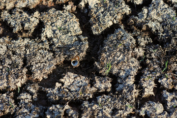 Rainless ,Heat and sun make land dry , snail die and leave shell on ground