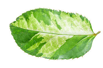 Green leaf isolated on white background with clipping path.