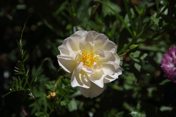 Obraz premium evergreen yellow rose bloomed in spring time